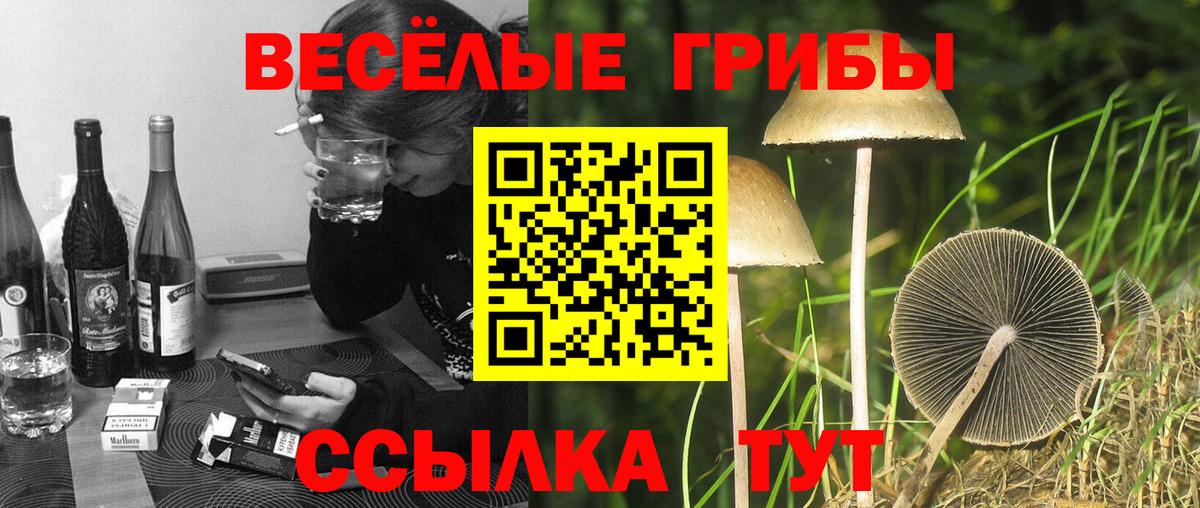 Москва  Псилоцибиновые грибы GOLDEN TEACHER  Вход с VPN 