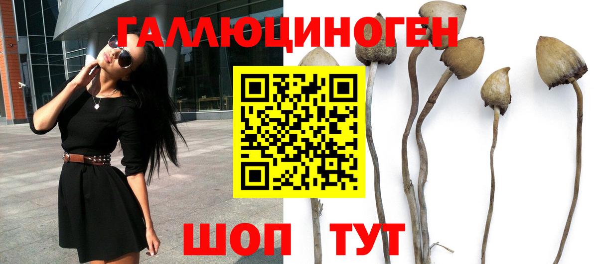 Псилоцибиновые грибы Psilocybe Москва